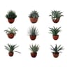 Agave en mix de variétés c2,6l coupe 20cm 30/40