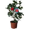 Camellia japonica (camelia) boutonne et en mix  pot 19cm 50/60
