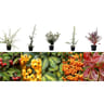 Plantes de haie en mix c3l touffe
