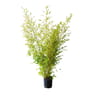 Phyllostachys aurea c10l 100/150