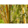 Phyllostachys aureosulcata c10l 100/125