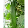 Plant de concombre Gynial pot 0,5 l