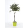 Olea europaea tige p20 pot colore