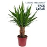 Yucca pot de 19 cm hauteur 70 cm