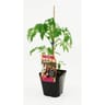 Tomate noire de crimée pot de 3 litres