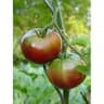 Tomate noire de crimée pot de 3 litres