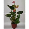 Anthurium pot 17cm