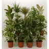Plantes vertes variées pot de 24 cm hauteur 130-150cm