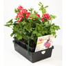 Géranium lierre double splash fleurs bicolores barquette de 6 godets de 8 cm