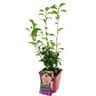 Camellia japonica - camelia c3l