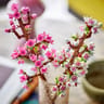 40725 - Legon Iconic - Les fleurs de cerisier