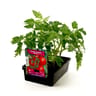 Tomate grappe premio f1 barquette 6 plants