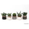 Mini succulente en céramique