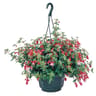 Fuchsia suspension 23cm