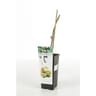 Actinidia autofertile c 2litre