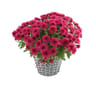 Marguerite d'automne rose avec panier hanse pot 15cm