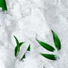 Nuxe rêve de thé gommage granité ressourçant exfoliant corps 150ml