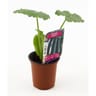 Plant de courgette tarmino pot de 0.5l