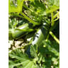 Plant de courgette tarmino pot de 0.5l