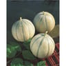 Plant de melon cantaloup charentais jerac pot 0,5 litre