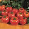 Plant de tomates montfavet f1 pot de 0.50 l