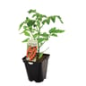 Plant de tomate cerise super sweet 100 pot 0,5 litre