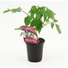 Plant de tomate noire de crimée pot 0.5l