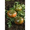 Plant de tomate noire de crimée pot 0.5l