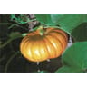 Plant de potiron rouge vif d'étampes pot 0,5 litre