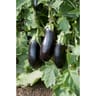 Plant d'aubergine classic Pot 0,5 litre