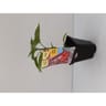 Plant de piment gorria pot 0,5 litre