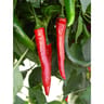 Plant de piment gorria pot 0,5 litre