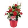 Dipladenia palissé pot de 2 litres