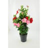 Dipladénia tricolore tipi pot 3 litres