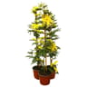 Mimosa gaulois pot 15cm c1.3l 75cm tuteur