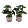 Plantes vertes pot béton 10 têtes
