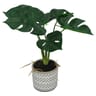 Plante philodendron 30cm
