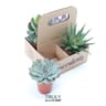Kit 4x succulentes p5,5 en tray carton