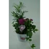 Composition 3 plantes pour la fete des meres reference 74896