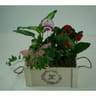 Composition 3 plantes pour la fete des meres reference 74902