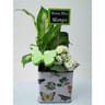 Composition 2 plantes pour la fete des meres reference 57435