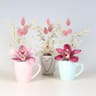 Cymbipack 1 fleuron - en tasse