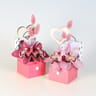 Cymbidium boite 2 fleurons