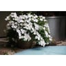 Hortensia macrophylla runaway bride c6