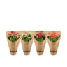 Anthurium mix en housse kraft éco