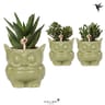 Mix succulentes dans CP céramique "Chouette" P9 cm