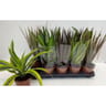 Plantes vertes variées pot diamètre 12cm