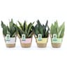 Sanseveria avec pot décor