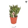 Crassula ovata