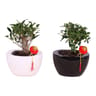Bonsai mix en céramique noir/blanc